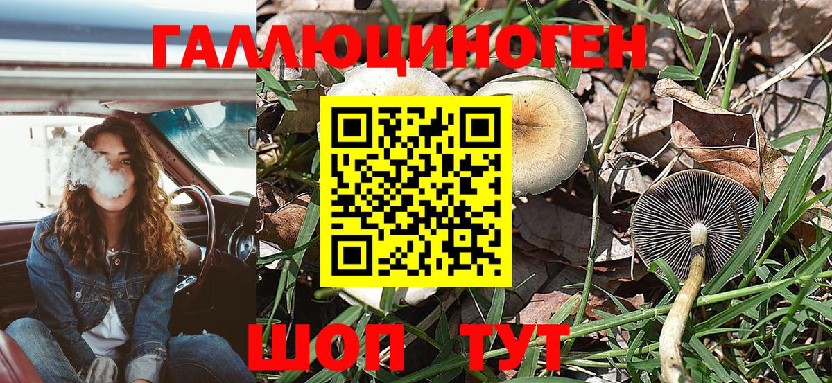 Галлюциногенные грибы Psilocybine cubensis Краснодар